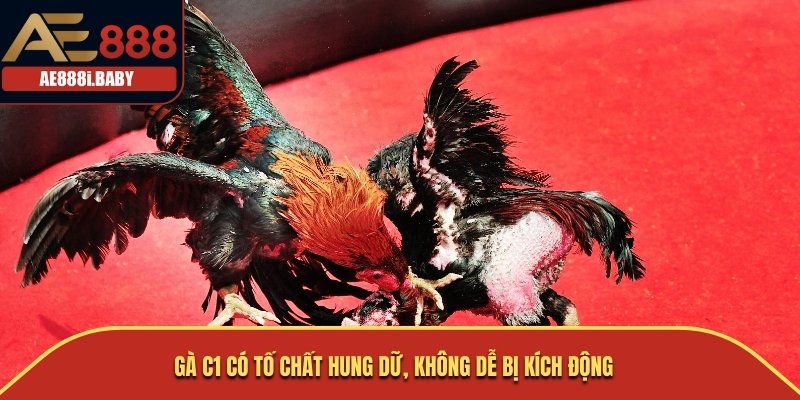 Đá Gà C1: Tìm Hiểu Về Giống Gà Nổi Tiếng Trong Thế Giới Chọi Gà 2 Gà C1 có tố chất hung dữ, không dễ bị kích động