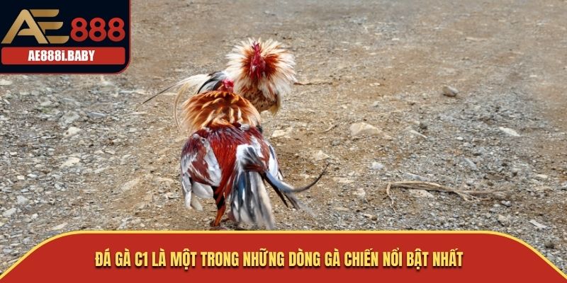 Đá Gà C1: Tìm Hiểu Về Giống Gà Nổi Tiếng Trong Thế Giới Chọi Gà 3 Đá gà C1 là một trong những dòng gà chiến nổi bật nhất