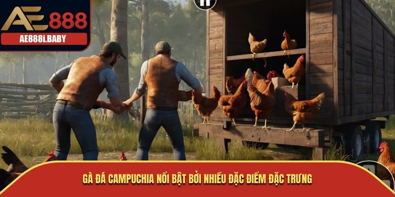 Gà đá Campuchia nổi bật bởi nhiều đặc điểm đặc trưng